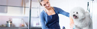 A female dog groomer wearing a work apron is smiling at a Bichon Frise in a grooming parlour.